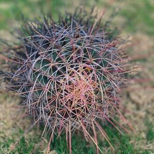 🌵25 Year Old Scottsdale Planted Baja Barrel Cacti